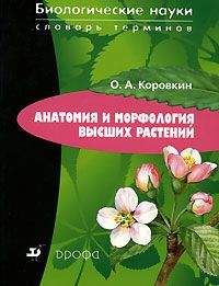 Олег Коровкин - Анатомия и морфология высших растений